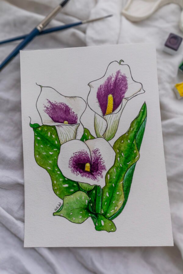 Arum Picasso