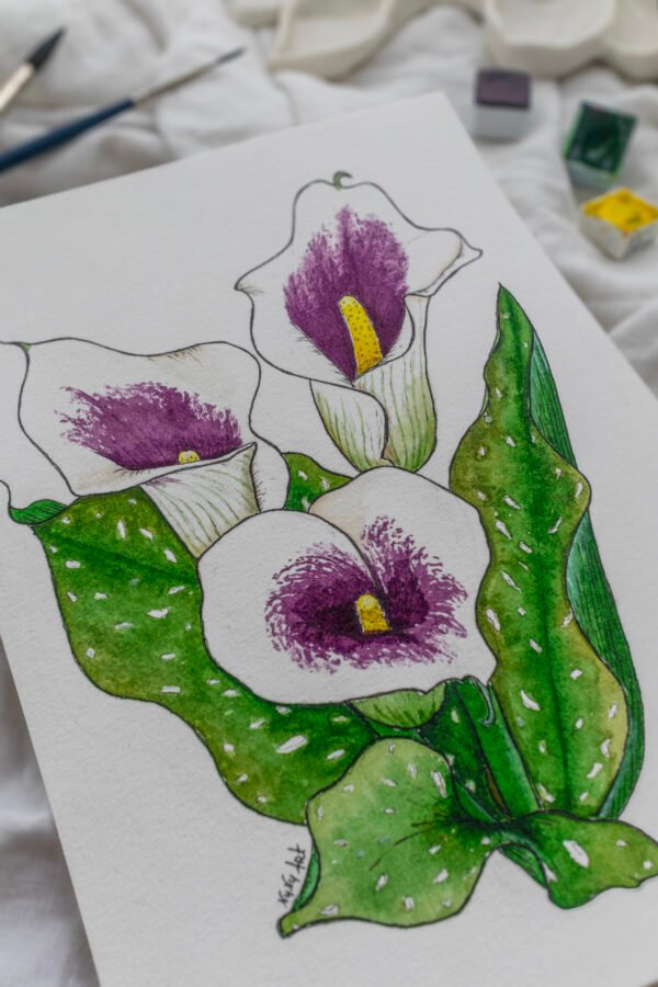 Arum Picasso – Image 4
